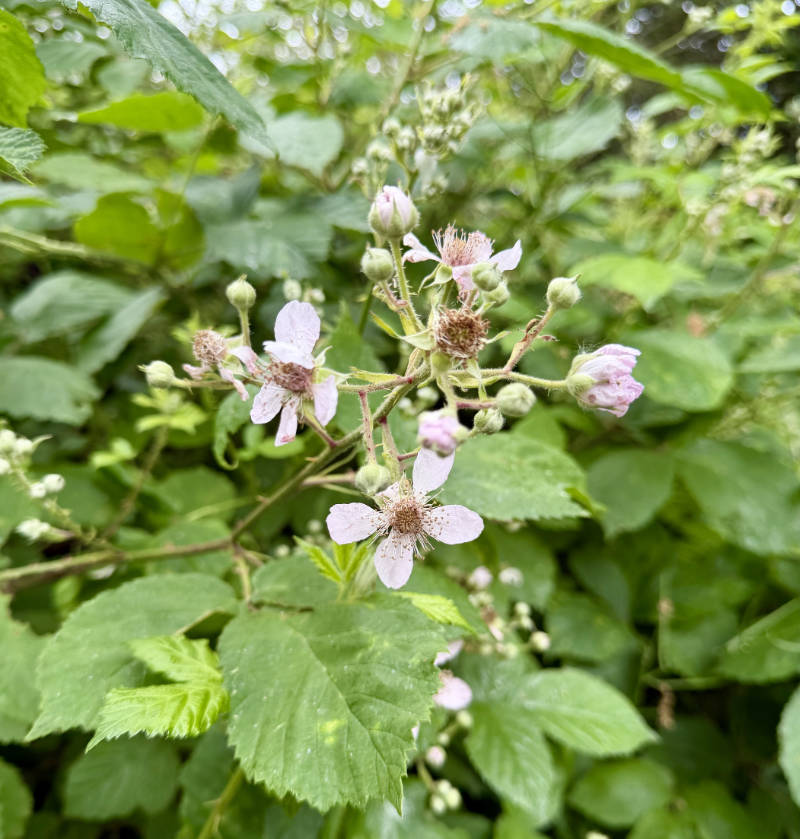 A cluser of blackberry flowers