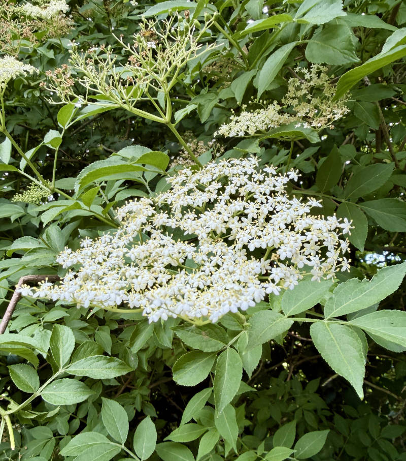 Eldar tree flowers