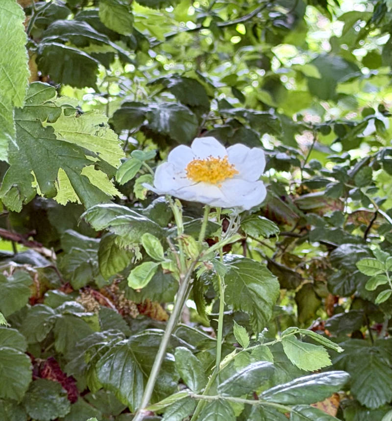 A field rose
