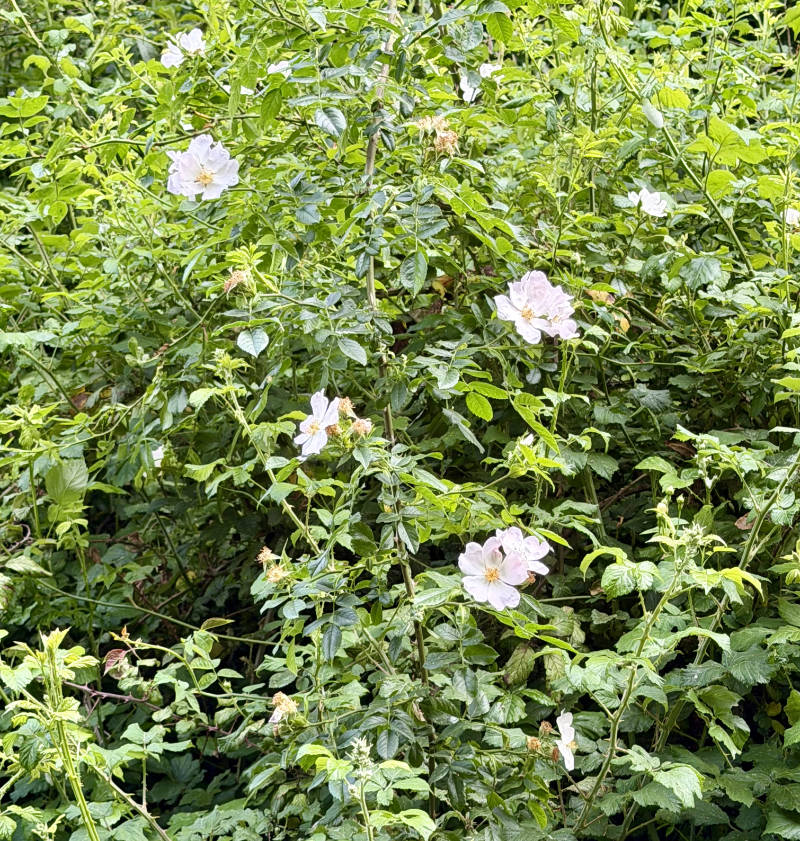 Several field roses