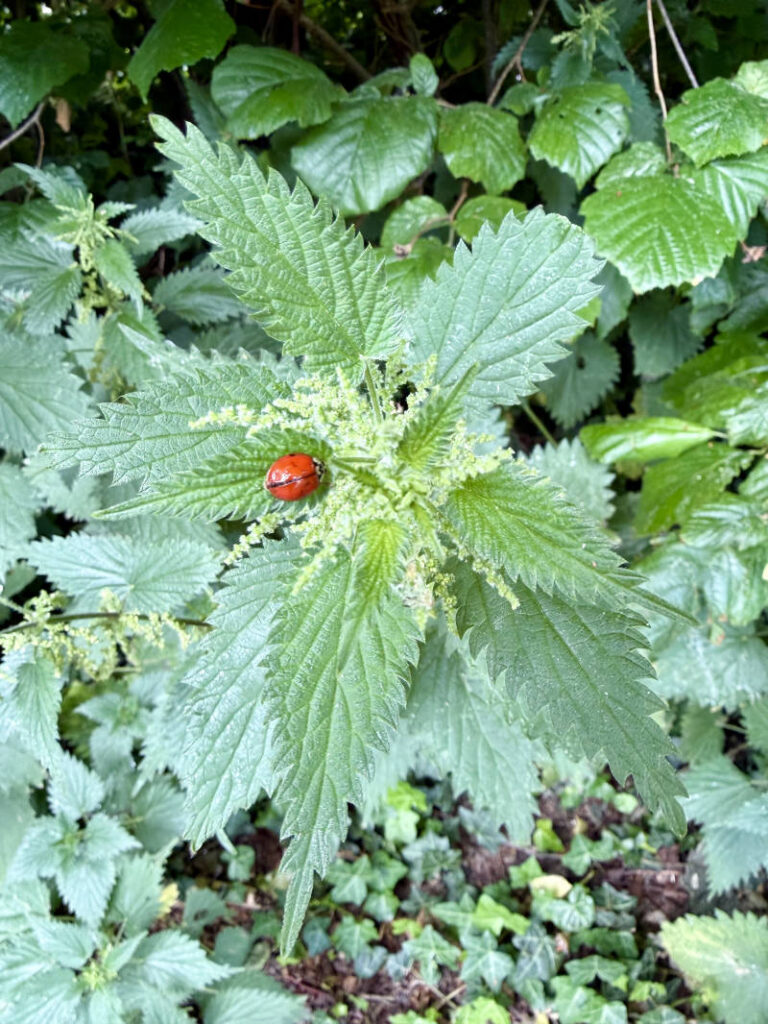 a ladybird on nettles