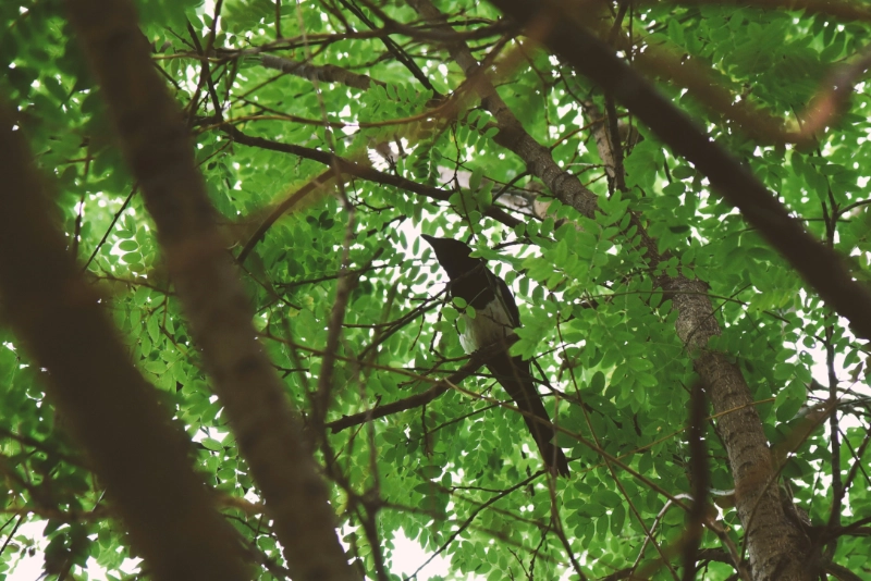 A magpie perched in the leafy canopy of a tree