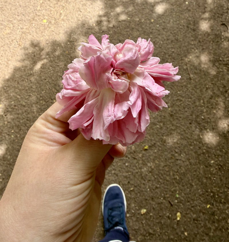 A wilted pink flower held in a hand.