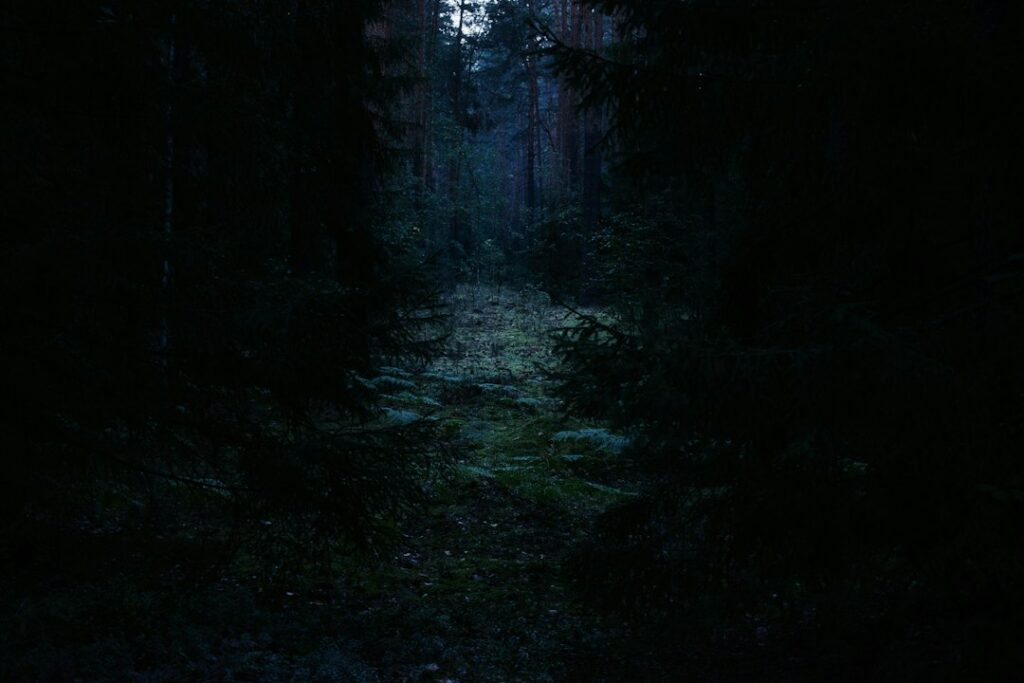 A dark, dense forest with tall tree trunks fading into shadow