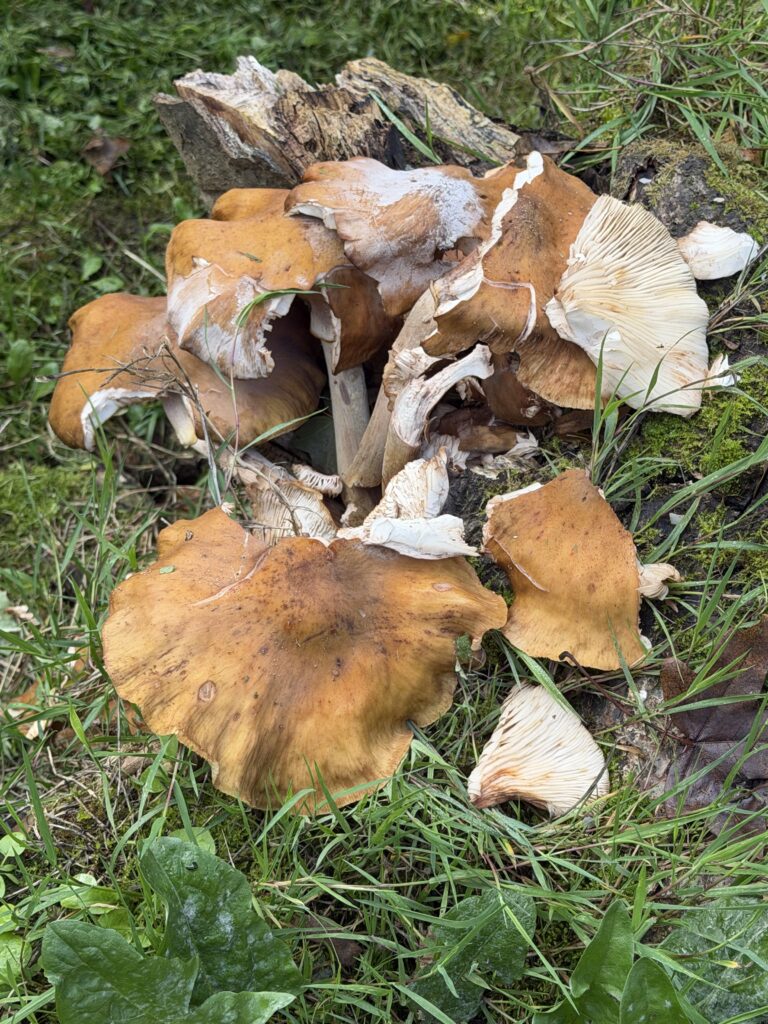 A cluster of large, wavy brown mushrooms with cream gills growing from an old tree stump in the grass